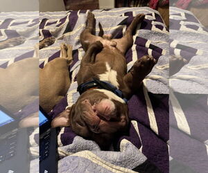 American Bulldog-Unknown Mix Dogs for adoption in Polson, MT, USA