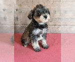 Litter of 8 - Male(s) and Female(s) Schnauzer (Miniature)Litter of Puppies for Sale - Photo #10