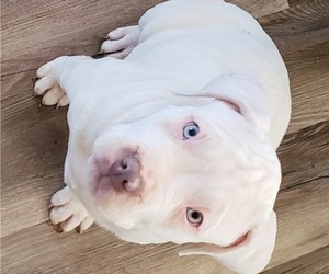 American Bully Puppy for Sale in RISING FAWN, Georgia USA