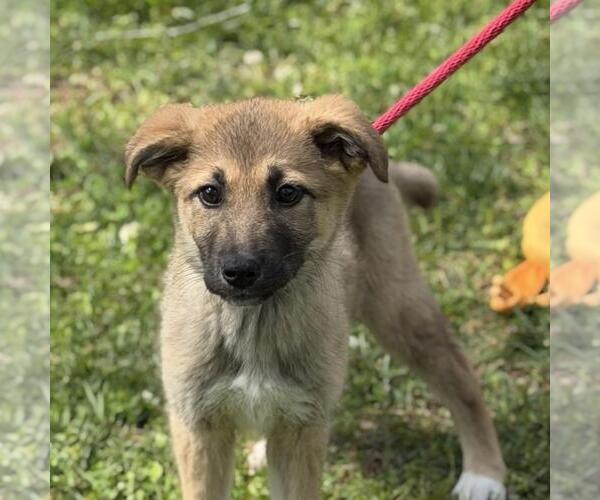 Medium Photo #1 German Shepherd Dog-Great Pyrenees Mix Puppy For Sale in Yardley, PA, USA