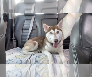 Siberian Husky Puppy for sale in WEST DELRAY BEACH, FL, USA