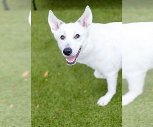 Mutt Dogs for adoption in Canton, CT, USA