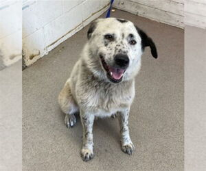 Mutt Dogs for adoption in San Bernardino, CA, USA