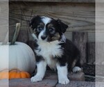 Small Photo #1 Miniature Australian Shepherd Puppy For Sale in STRASBURG, PA, USA