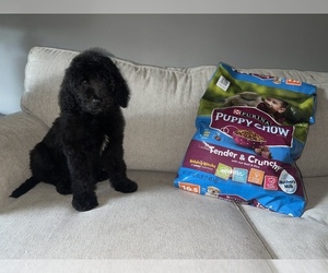 Goldendoodle Puppy for Sale in DETROIT, Michigan USA