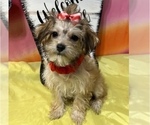 Small #5 Maltipoo