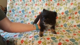 Pomeranian Puppy for sale in OCHELATA, OK, USA