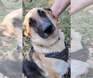 German Shepherd Dog Dogs for adoption in Aurora, IN, USA