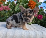 Small #9 French Bulldog