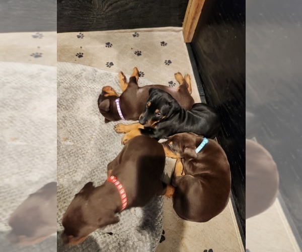 Medium Photo #5 Doberman Pinscher Puppy For Sale in WASHINGTON, NC, USA