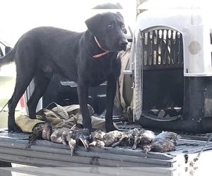 Father of the Labrador Retriever puppies born on 02/20/2024