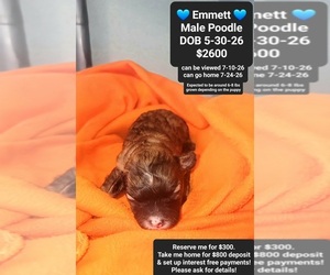 Poodle (Toy) Puppy for sale in TUCSON, AZ, USA