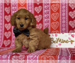 Goldendoodle (Miniature) Puppy for sale in LANCASTER, PA, USA