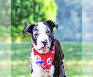 Catahoula Leopard Dog-Labrador Retriever Mix Dogs for adoption in Unionville, PA, USA