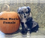 Small Photo #7 Australian Shepherd Puppy For Sale in CLARKSVILLE, TX, USA
