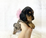 Small #6 Dachshund