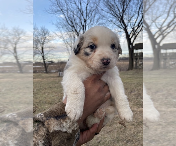 Medium Photo #4 Australian Shepherd Puppy For Sale in TOLEDO, IL, USA