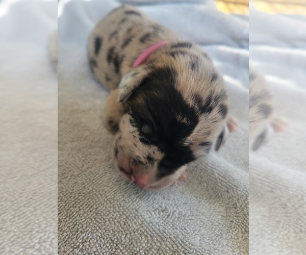 Medium Photo #9 Daniff-Neapolitan Mastiff Mix Puppy For Sale in MONTEVIEW, ID, USA
