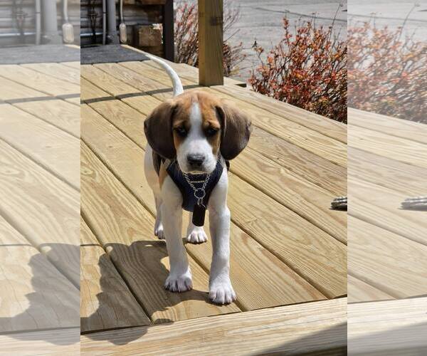 Medium Photo #2 Mutt Puppy For Sale in Shelburne, VT, USA