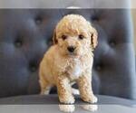 Small Photo #6 Poodle (Miniature) Puppy For Sale in FULLERTON, CA, USA