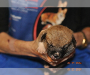 Pembroke Welsh Corgi Litter for sale in FALLS CITY, OR, USA