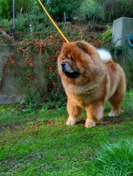 Medium Photo #1 Chow Chow Puppy For Sale in MIMS, FL, USA