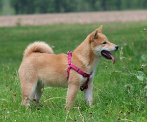 Shiba Inu Puppy for Sale in LUBLIN, Wisconsin USA