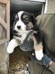 Small Photo #6 Australian Shepherd Puppy For Sale in CANTON, OH, USA
