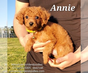 Goldendoodle (Miniature) Dogs for adoption in BREA, CA, USA