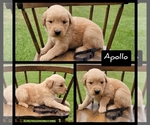 Small Photo #3 Golden Retriever Puppy For Sale in MONTROSE, CO, USA
