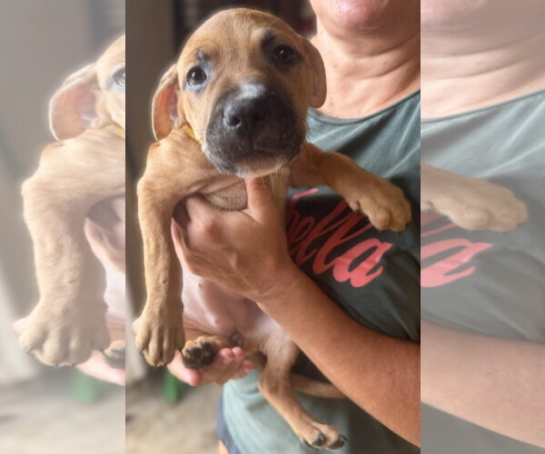 Medium Photo #3 Mutt Puppy For Sale in Jackson, MS, USA