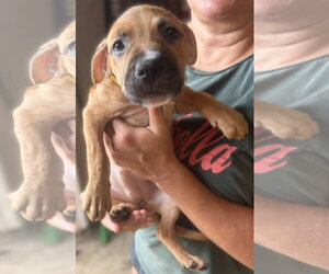Breeze - Female Mutt Dog for Adoption - Photo #3