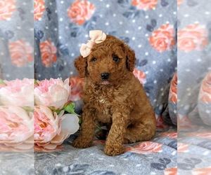 Miniature Labradoodle Puppy for sale in COCHRANVILLE, PA, USA