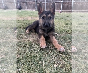 German Shepherd Dog Puppy for Sale in ANNA, Texas USA