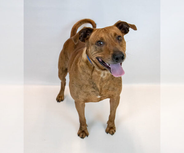 Medium Photo #2 Mutt Puppy For Sale in Kennesaw, GA, USA