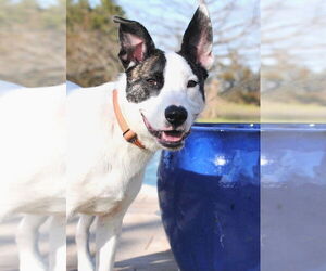 Mutt Dogs for adoption in Royse City, TX, USA