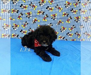Maltipoo Puppy for sale in WINNSBORO, LA, USA