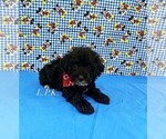 Image preview for Ad Listing. Nickname: Tiny Duke