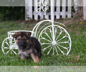 German Shepherd Dog Dogs for adoption in Holly Hill, SC, USA