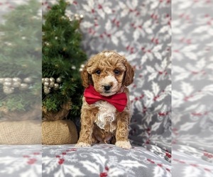 Goldendoodle (Miniature) Puppy for sale in KIRKWOOD, PA, USA
