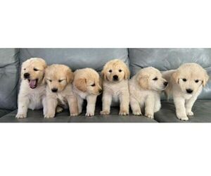 Golden Pyrenees Puppy for sale in CHIPLEY, FL, USA