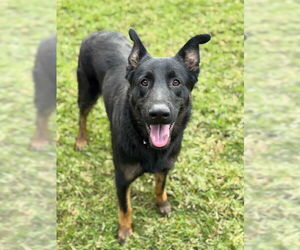 German Shepherd Dog Dogs for adoption in Riverside, CA, USA