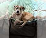 Small #5 American Pit Bull Terrier Mix