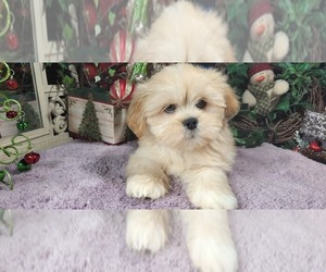 Lhasa Apso Puppy for sale in JAY, OK, USA