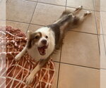 Small Photo #14 Australian Shepherd Puppy For Sale in Valrico, FL, USA