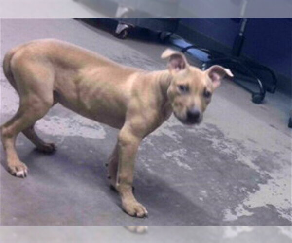 Medium Photo #1 American Staffordshire Terrier Puppy For Sale in Tallahassee, FL, USA