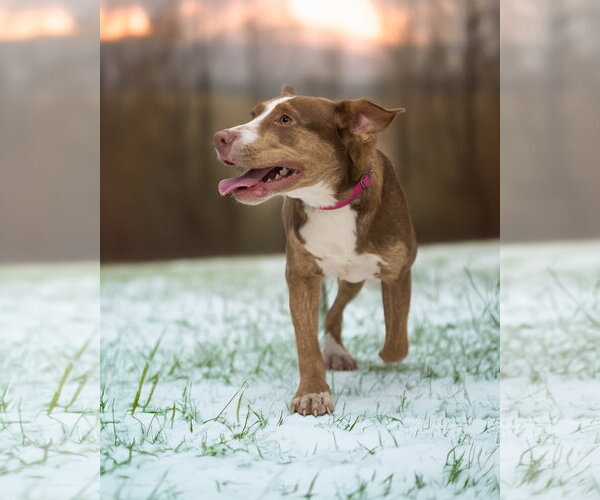 Medium Photo #1 Mutt Puppy For Sale in Woodbury, NY, USA