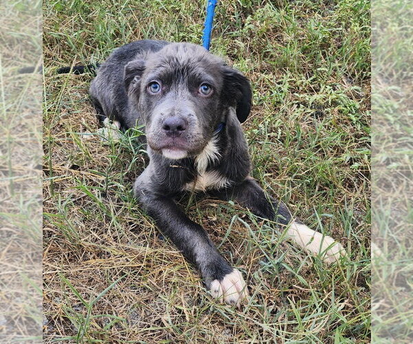 Medium Photo #2 Mutt Puppy For Sale in Wetumpka, AL, USA
