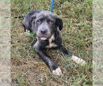 Small #1 Mutt