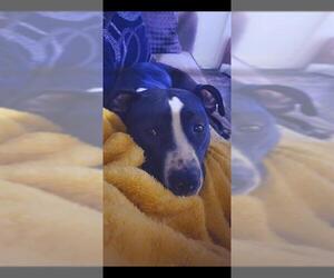 American Staffordshire Terrier Dogs for adoption in San Antonio, TX, USA